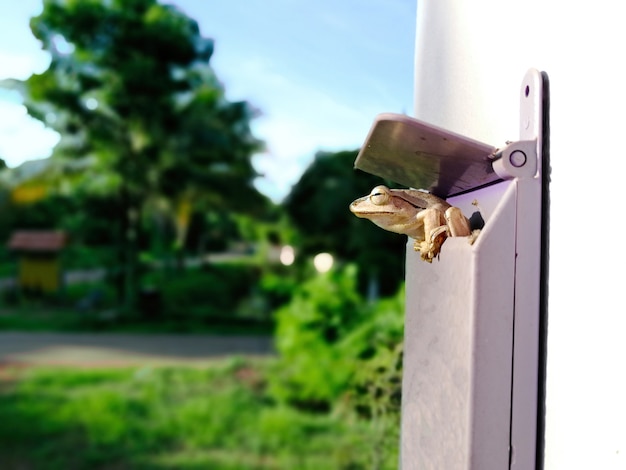 Foto rana de hoja en el buzón