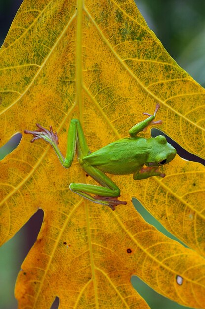 rana en la hoja rana en la hierba