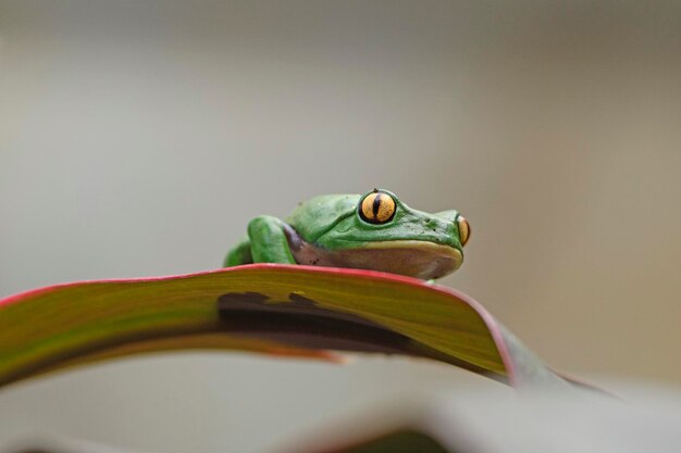 La rana de hojas de ojos dorados en una hoja en el refugio de vida silvestre de la paz en Costa Rica