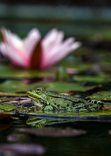 Foto rana en un lirio de agua