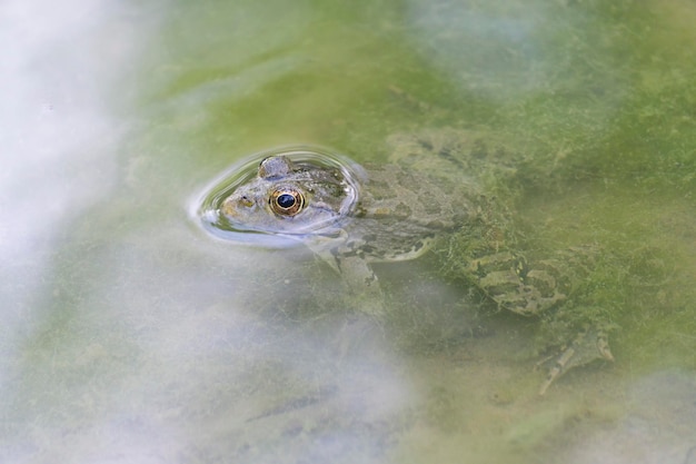 Una rana nadando en el río.