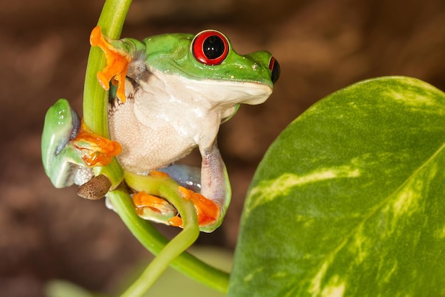 Rana de ojos rojos en la planta con hoja grande