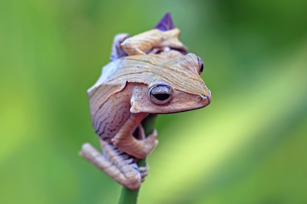 Foto rana de orejas de borneo en bud polypedates otilophus closeup