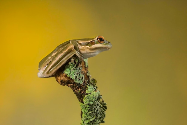 Rana La Pampa Argentina