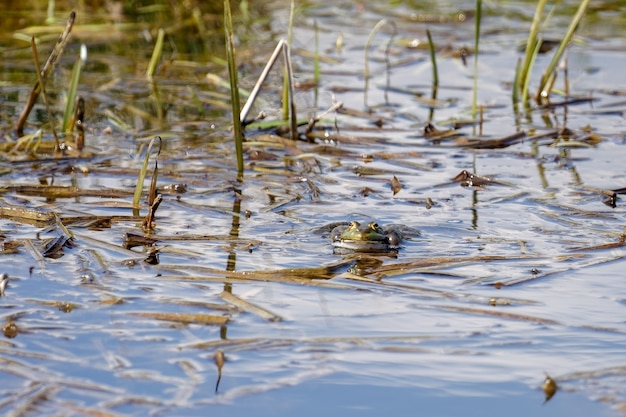 Rana de pantano en Rainham Marshes