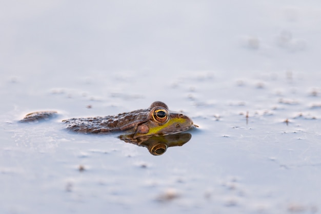 Foto rana de pantano verde en el estanque. pelophylax ridibundus.