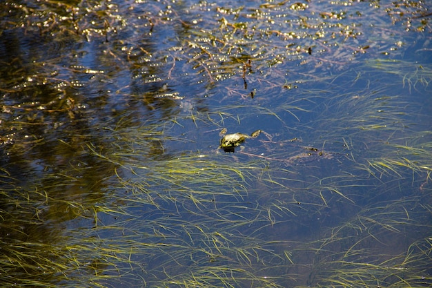 Rana en pantano