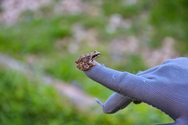 La rana pequeña se sienta en una mano enguantada