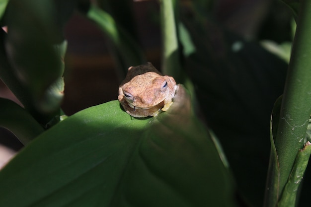 rana y planta