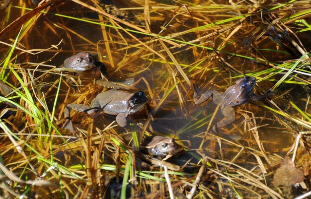 Foto una rana puntiaguda macho azul se sienta en un estanque en una mañana de mayo en la región de moscú rusia