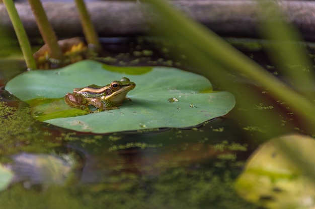 Rana (rana verde) en una hoja de loto en un agua de la naturaleza