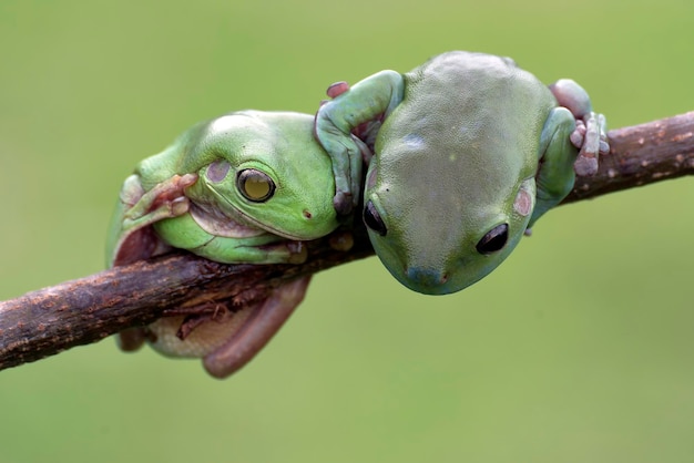 Rana regordeta con ojos dañados colgando de una rama de árbol