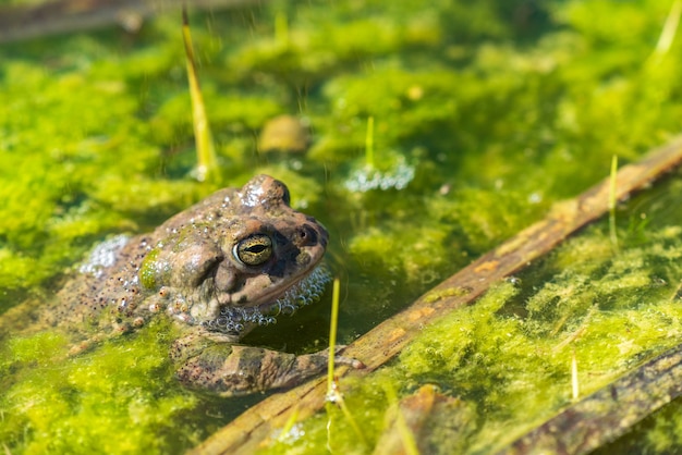 Rana relajarse en el pantano