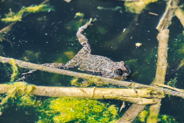 Rana relajarse en el pantano