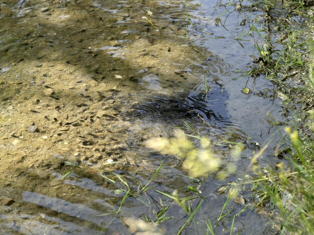 Rana renacuajo en un arroyo