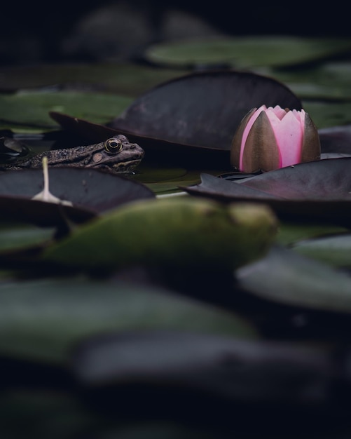 Rana sentada en el agua rodeada de flor de loto y hojas. Hermosa fotografía del estanque, paisajes al aire libre. Flor y hoja, linda rana.