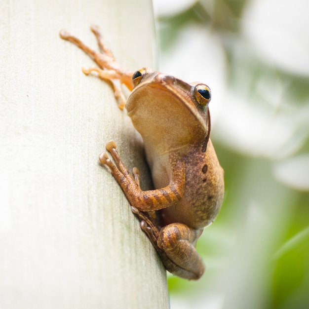 Rana sentada en el árbol