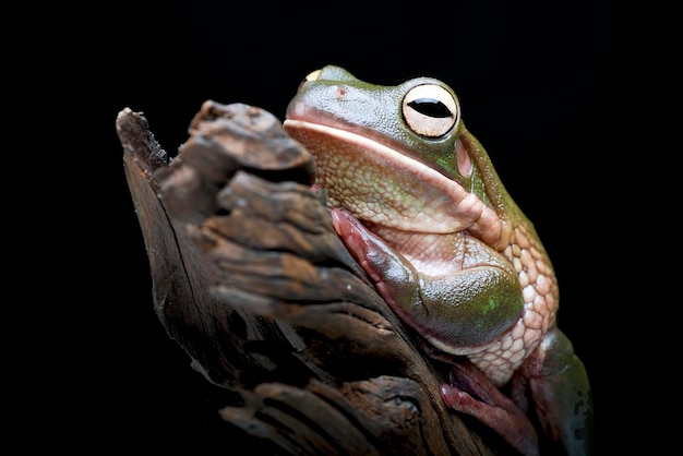 Una rana se sienta en una pluma frente a un fondo negro.