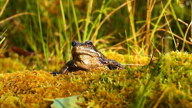 Una rana se sienta en una superficie cubierta de musgo