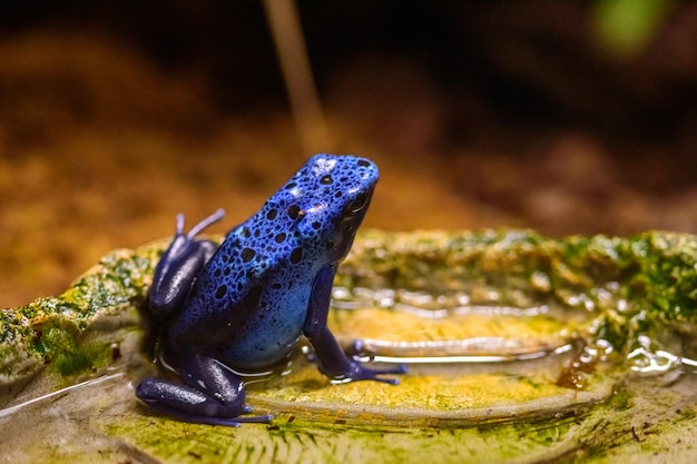 Rana venenosa azul en el acuario de Génova, Italia