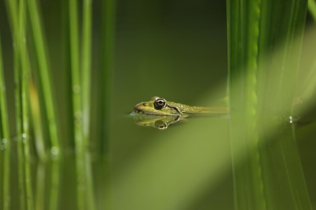 rana verde en el agua con fondo verde