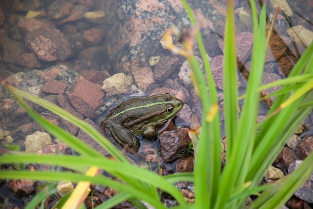 Rana verde en agua sobre piedras entre hierba