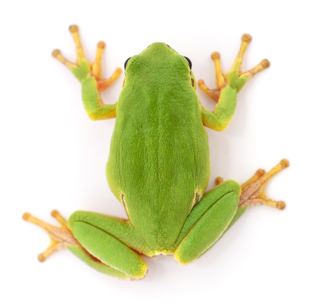 Rana verde aislada