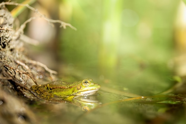 Foto una rana verde en el estanque.