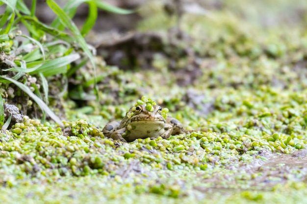 Rana verde europea Pelophylax ridibundus. Escondiéndose en la lemna.