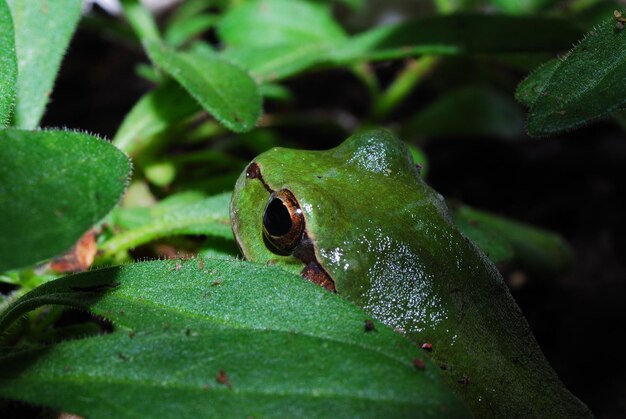 Rana verde y hojas verdes.