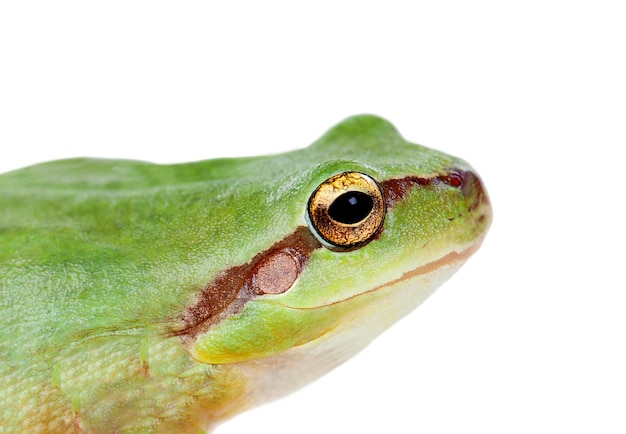 Rana verde con ojos saltones dorados