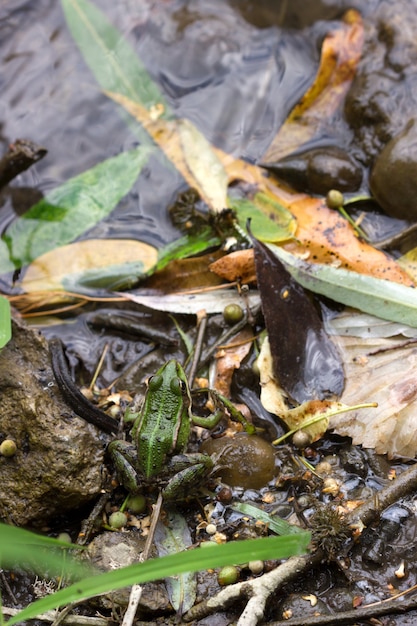 Rana verde en la orilla de un lago contaminado.