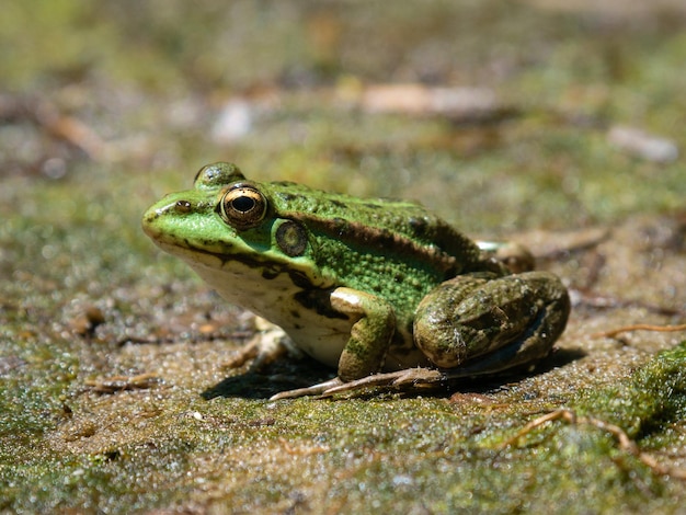 Rana verde en la orilla del río