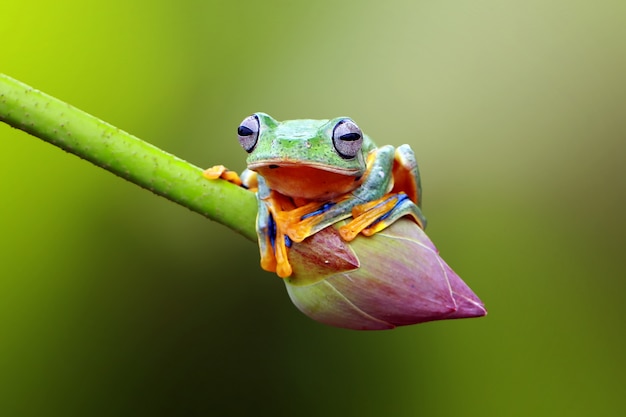 rana voladora en la flor de loto