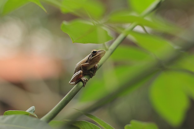 La rana voladora de Java o la rana arbórea de Java es una especie endémica de Java Indonesia