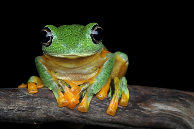 Rana voladora macho cara de primer plano en la rama imagen de primer plano de la rana arborícola de Java