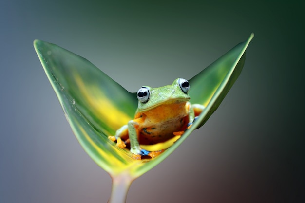 Foto rana voladora en la rama