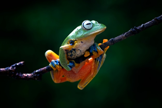 rana voladora, rhacophorus reinwardtii, rana arbórea de Java