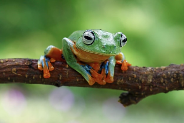 Rana voladora sentada en una rama hermosa rana arborícola en una rama rachophorus reinwardtii rana arborícola de Java