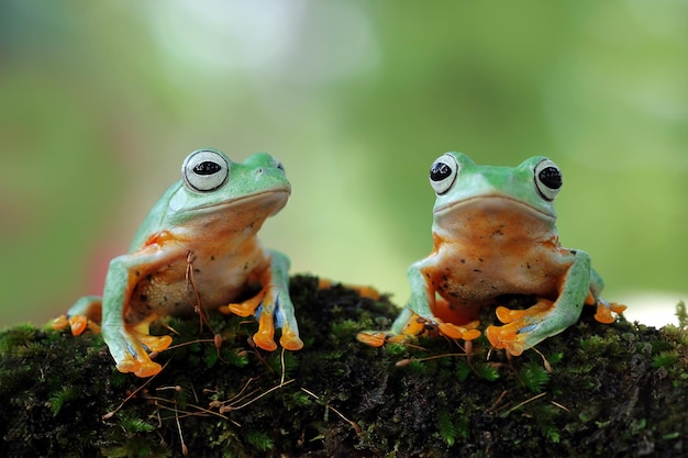 Rana voladora sentarse en capullos de flores hermosa rana arborícola en rama rachophorus reinwardtii rana arborícola de Java