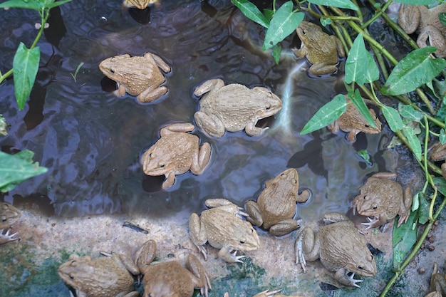 ranas animales económicos y agricultura