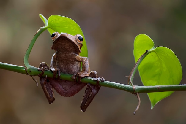 Ranas de árbol de orejas de Borneo en un árbol