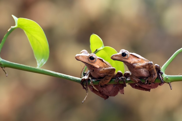 Ranas arborícolas aferrándose a las raíces de los árboles