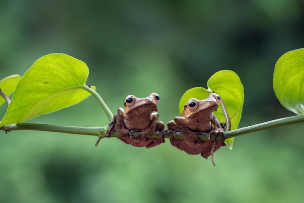 Ranas arborícolas de orejas de Borneo en la rama de un árbol