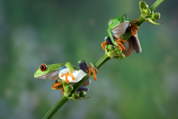 Ranas arborícolas rojas posadas en la rama de un árbol