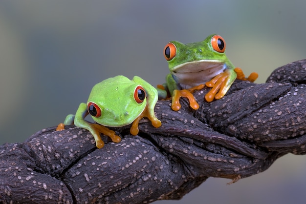 Ranas arborícolas rojas en la rama de un árbol