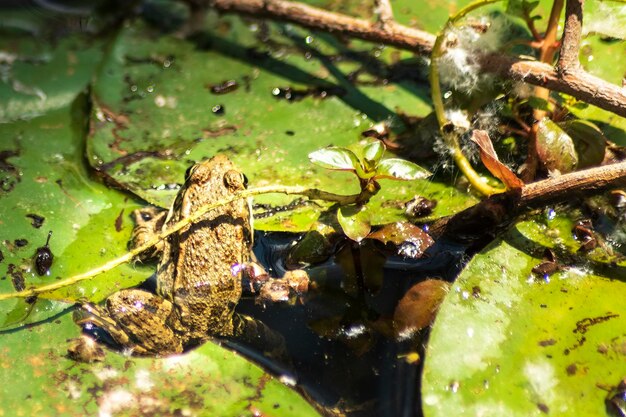Foto ranas, descansando sobre una hoja, en el agua, en suelo fangoso