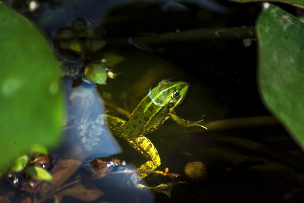 Foto ranas, descansando sobre una hoja, en el agua, en suelo fangoso