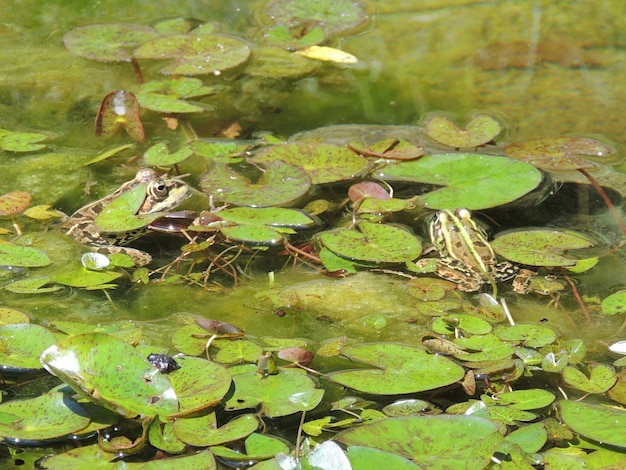 Foto ranas entre hojas en el estanque