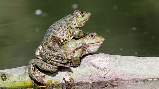 Foto las ranas del lago celebran una boda en la primavera.